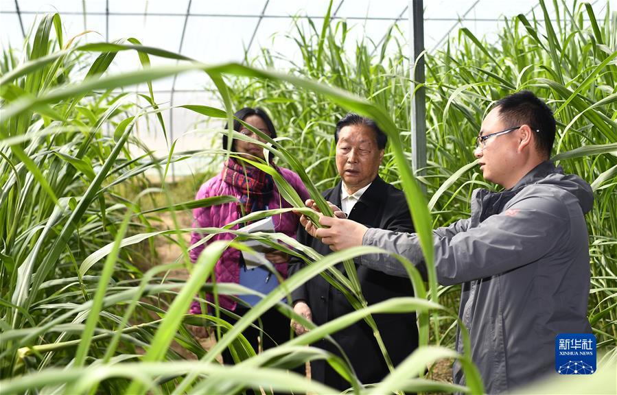 林占熺(中)在寧夏銀川市永寧縣閩寧鎮農戶劉昌富的大棚裏查看菌草生長情況(2021年3月29日攝)。 林占熺(中)在寧夏銀川市永寧縣閩寧鎮農戶劉昌富的大棚裏查看菌草生長情況(2021年3月29日攝)。