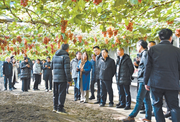 2025年11月20日，市政協農業和農村委員會組織委員赴紅星集體農莊學習考察。
