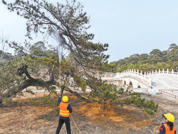 專業人員對古鬆林進行養護作業。 專業人員對古鬆林進行養護作業。