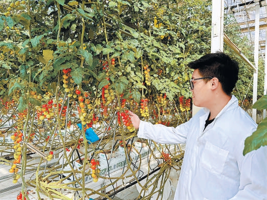 航天育種技術培育的番茄品種。