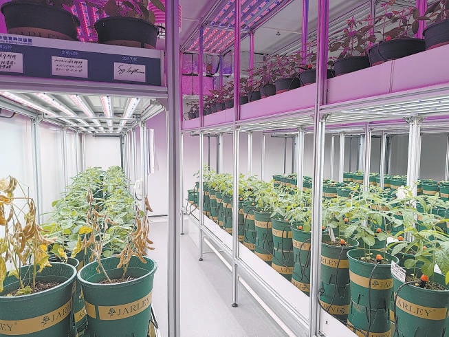 農作物育種加速器裏的大豆。