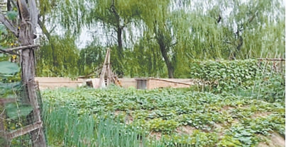 居民過去圈占的私家菜園。