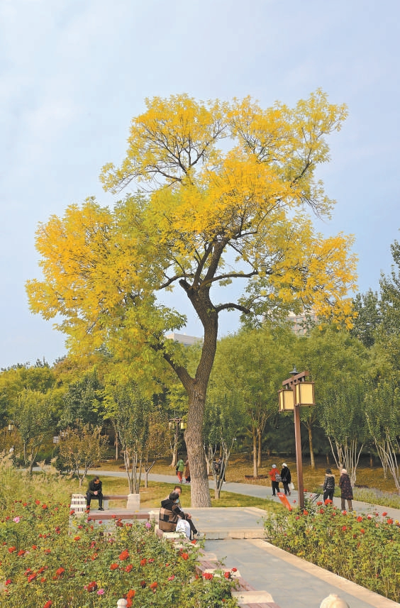 西海子公園裏，白蠟樹漸黃。