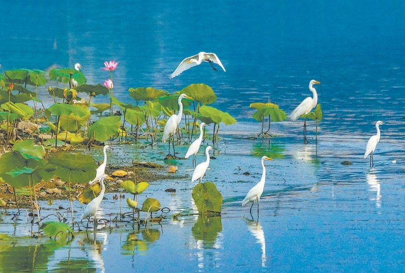 來副中心“旅居”的白鷺群。