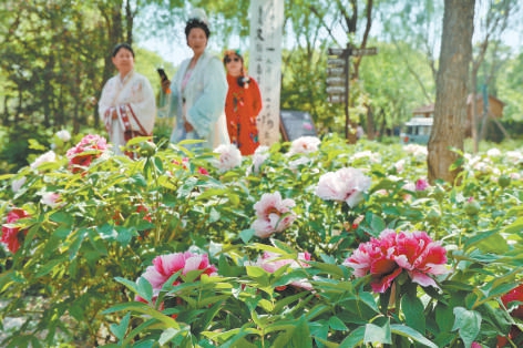 4月28日，“潮運東方 國色芳華”運河牡丹文化周將在漷縣鎮運河牡丹園開幕。近日，已有不少遊客率先前往，賞花打卡。