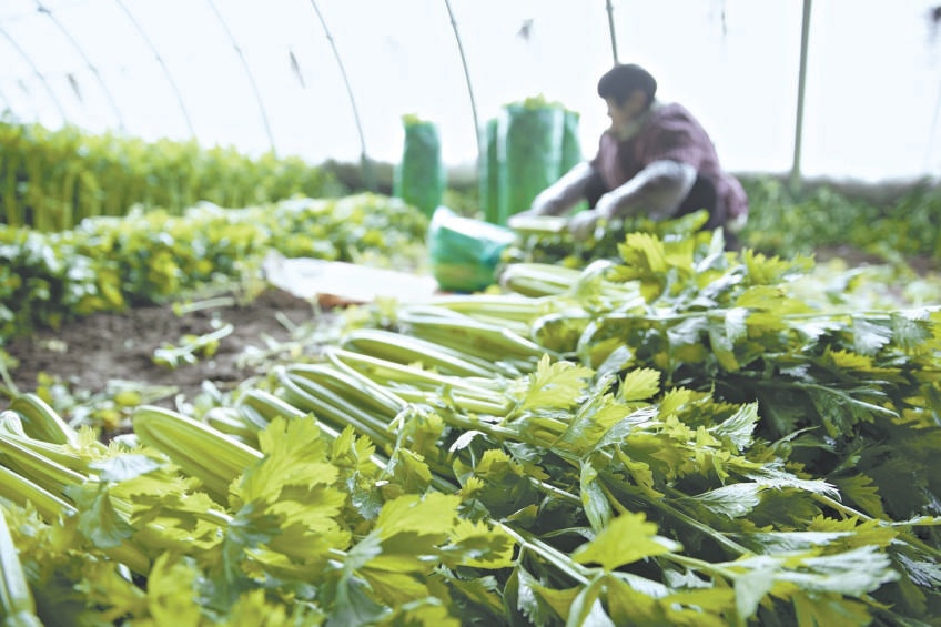 1月20日，在河南省商丘市睢縣周堂鎮齊莊村蔬菜種植基地內，菜農忙著采收、裝運。